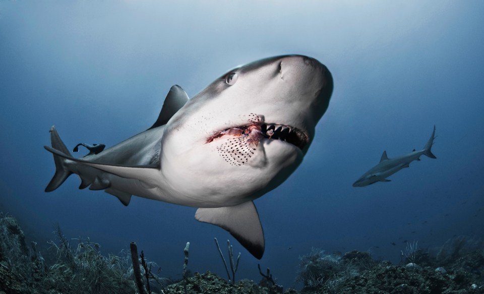 He believes he was bitten by a Caribbean reef shark