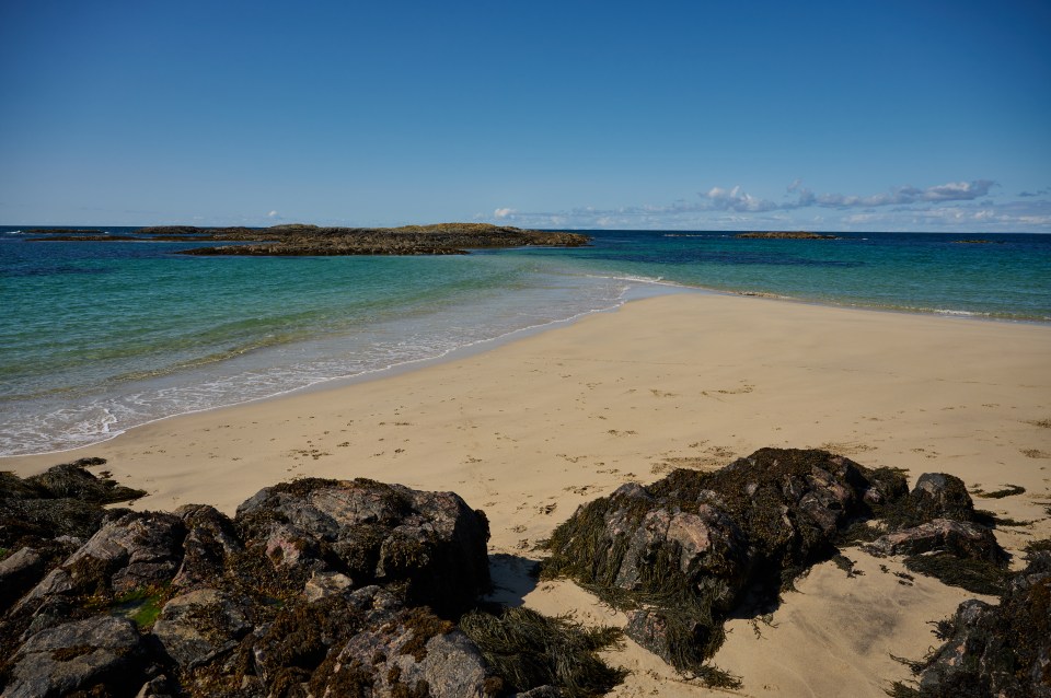 Basking sharks are one of three plankton-eating shark species and can be spotted off the Isle of Coll