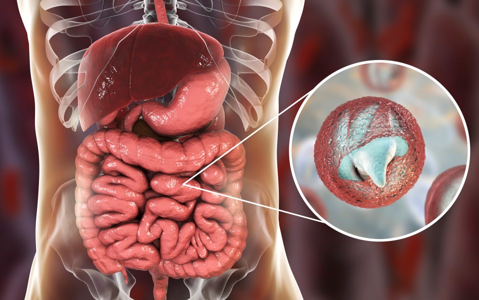 Cryptosporidium is a microscopic parasite that can an unpleasant – and sometimes dangerous – illness called cryptosporidiosis