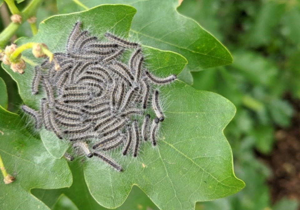 The black caterpillars have venomous white hairs around their body