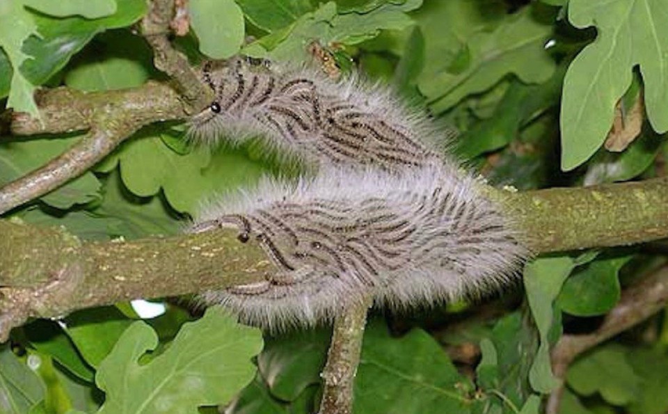 The caterpillars travel in a nose to tail fashion