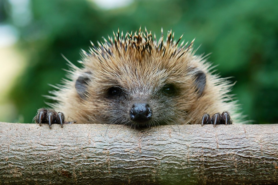 Hedgehogs are facing a dramatic decline - let them roam easily to find food