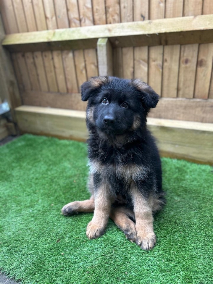 The family found their German Shepherd puppy Roxy tied up by the homeless man