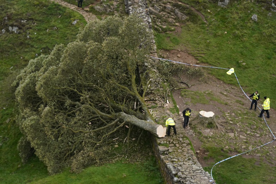 They are accused of cutting down a 300-year-old tree