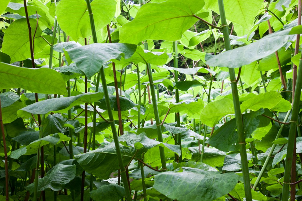 The weed can cause serious headaches if it starts to spread onto your land