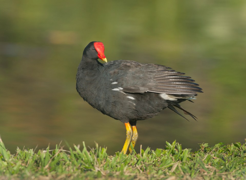 It's a moorhen!