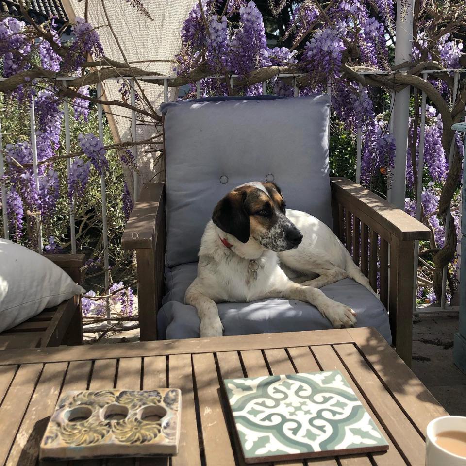 Reggie the dog chilling on Carrie's wisteria laden patio in Spain