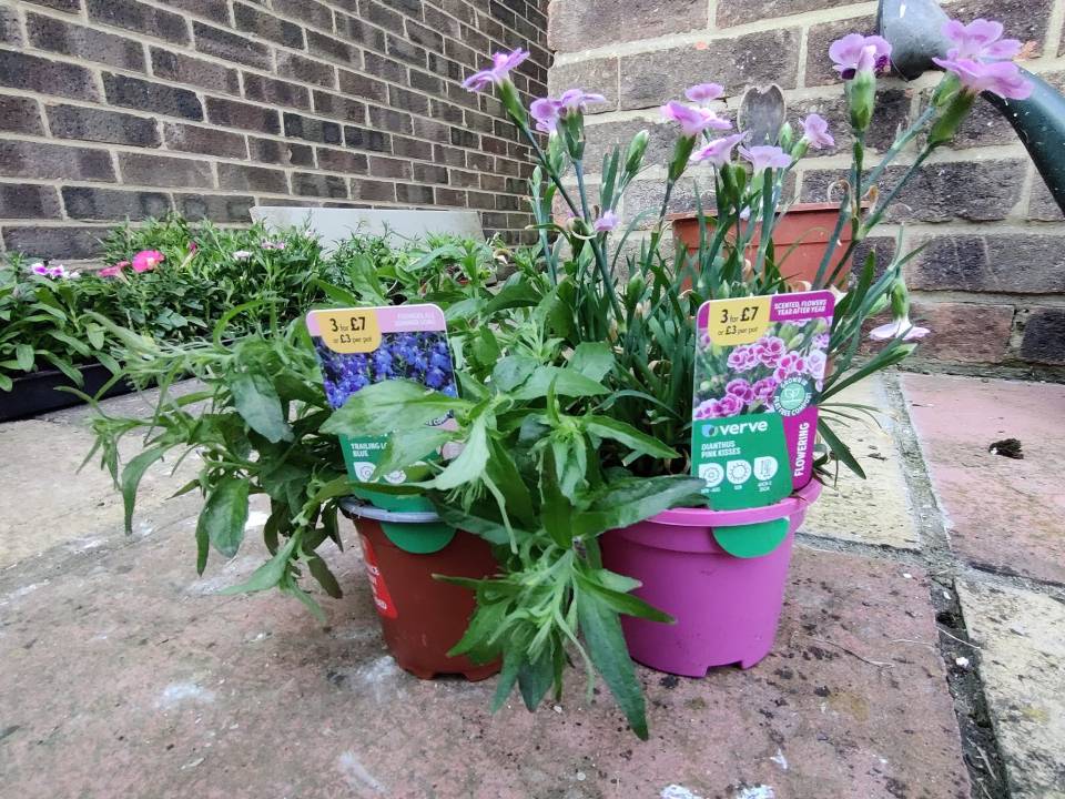 Three plants were originally on sale for £7