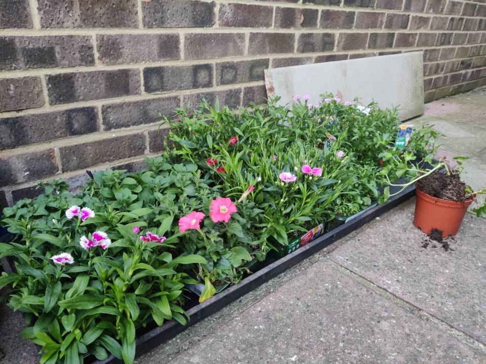 A gardening fan discovered plants which had been reduced to 75p