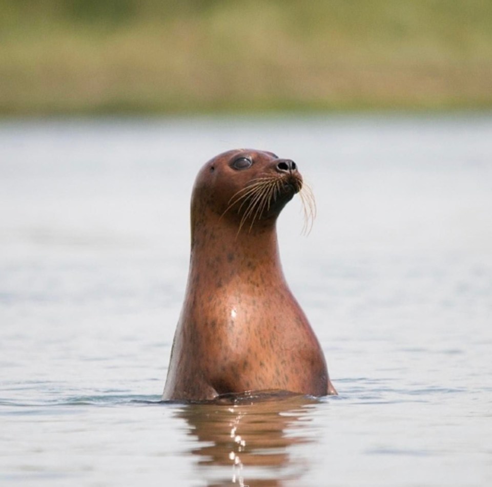 Britain is home to around 36 per cent of the world’s seal population of grey seals, and Essex is one of the best places to spot them