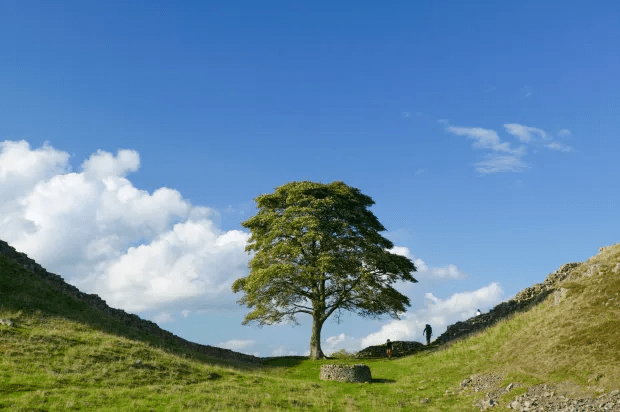 How the tree looked before it was felled