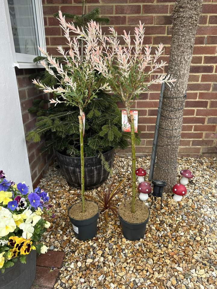 The Range has dropped the price on its flamingo plants from £15 to £10