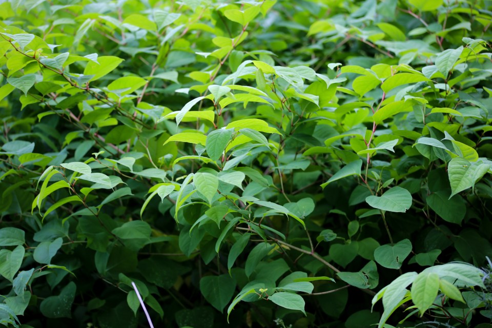 Japanese Knotweed can cost thousands to get rid of