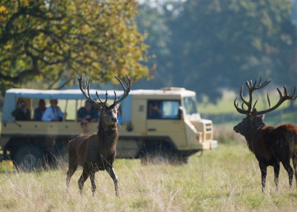 Spot deer, ponies, pigs, cattle and rare butterflies during one of the Knepp Rewilding Project's safaris