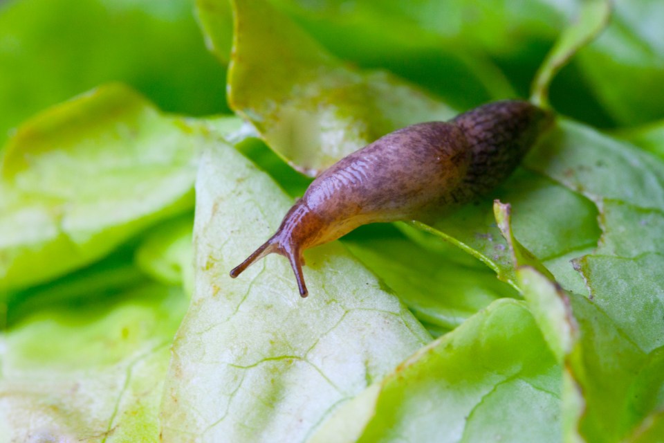 A pest control expert has revealed five ways to banish slugs and snails from your garden this summer