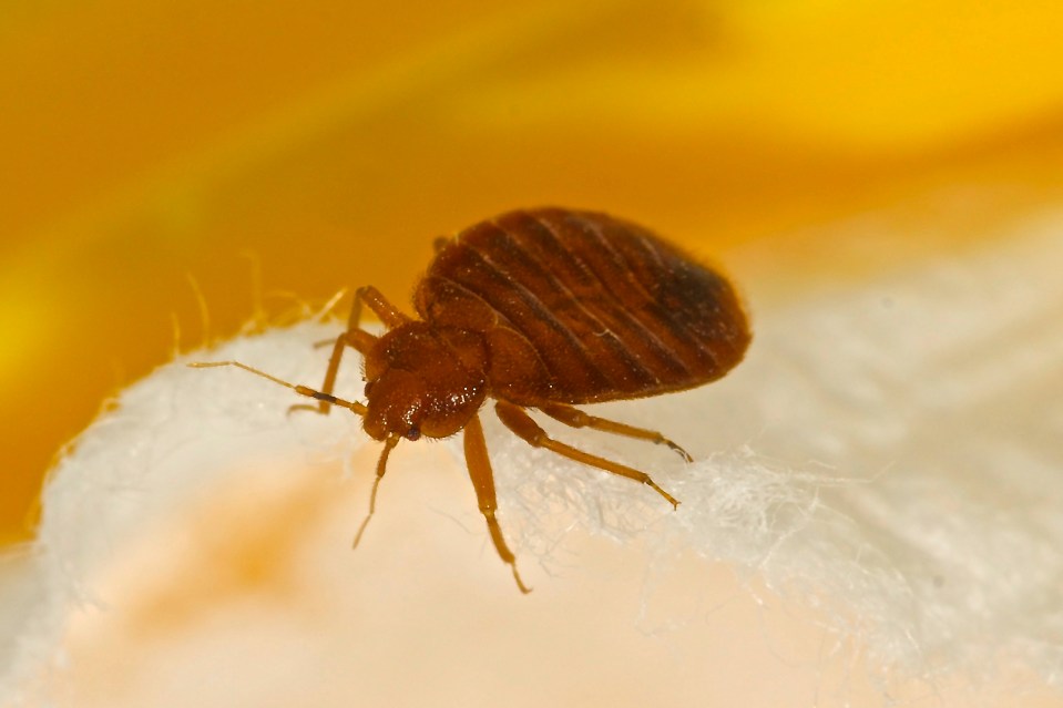 Poundland has a £1 product that could help to eliminate bed bugs