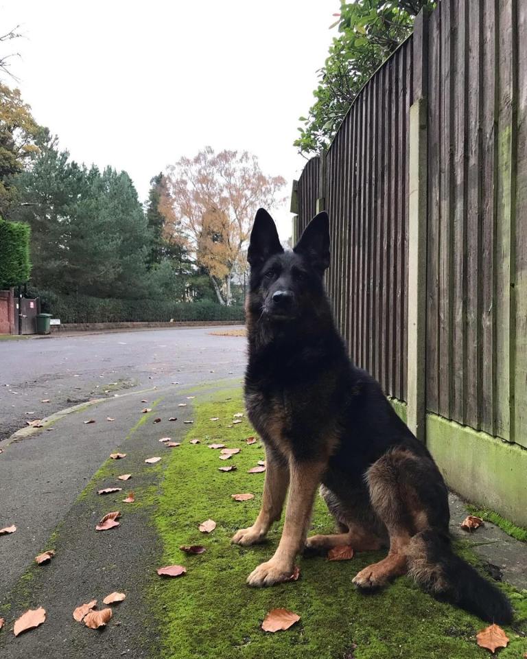 The Manchester United legend is a huge dog lover