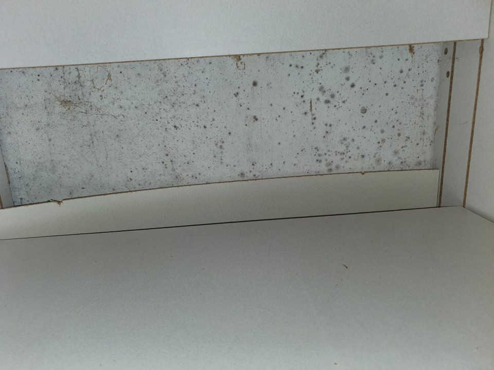 Mould has formed around the kitchen cupboards