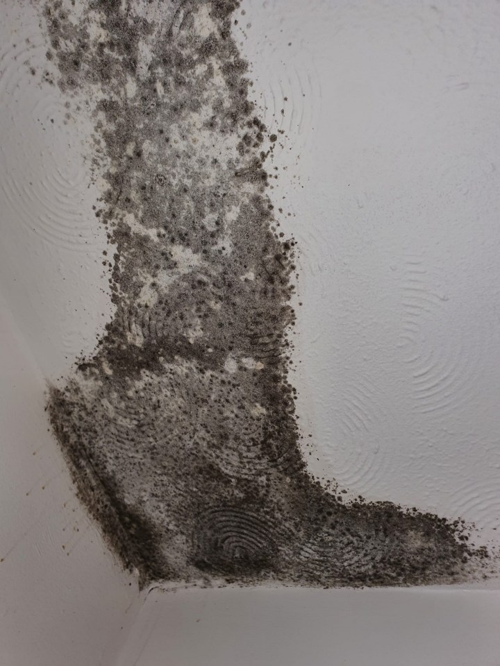 Mould can be see spreading across the ceiling of the bungalow