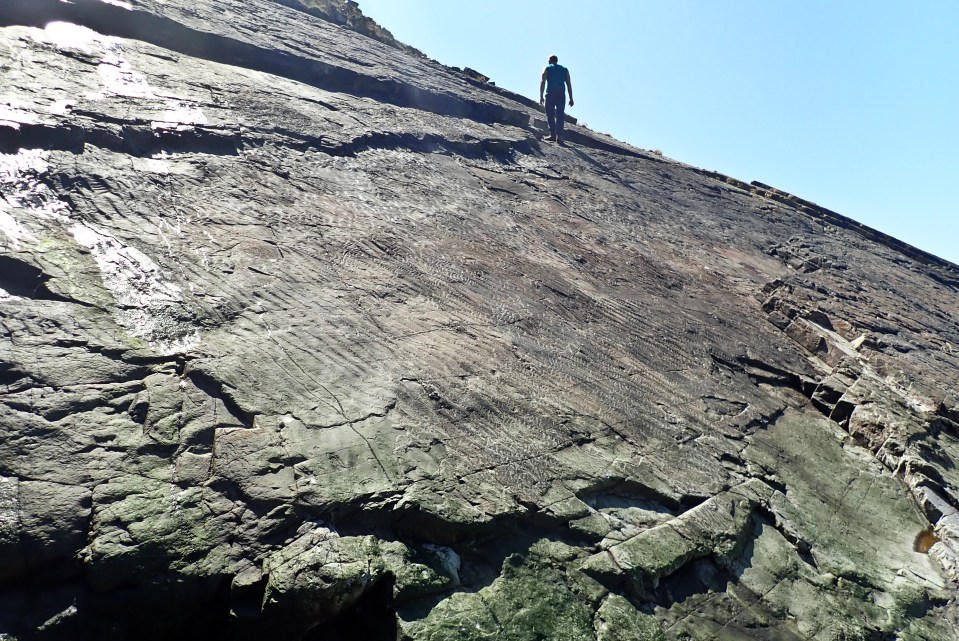 The fossils of the forest were found near Minehead Butlin's