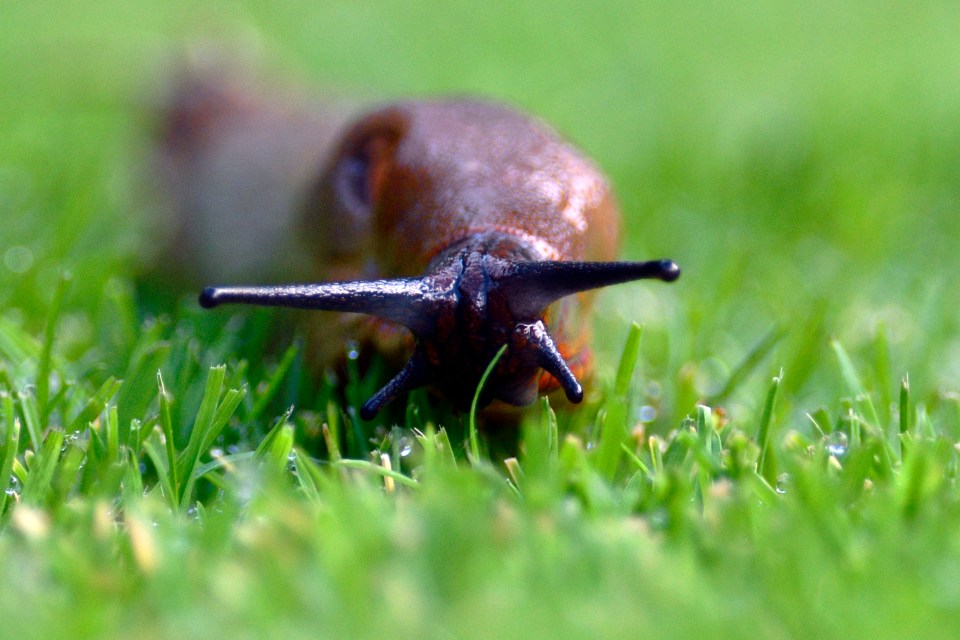 Gardening experts have praised a super cheap hack for banishing slugs from gardens for good