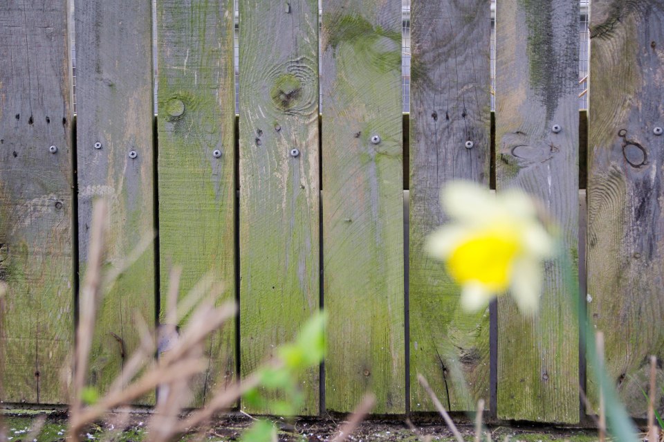 Green slime can easily build up on fences over the winter