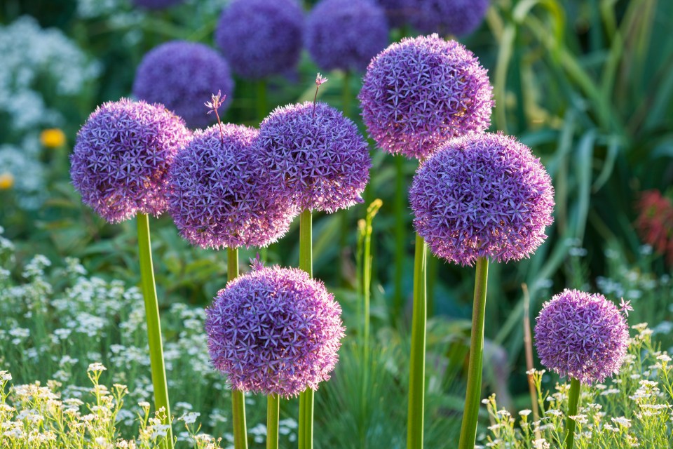 Alliums are prone to collapsing so get some support in place. Then dry them when they're done.