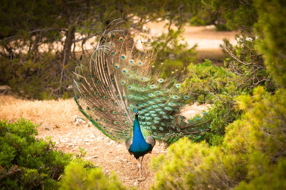 The peacocks are said to be friendly and will even join people on the beach