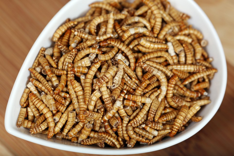 Mealworms are 'cheap and environmentally friendly to eat'