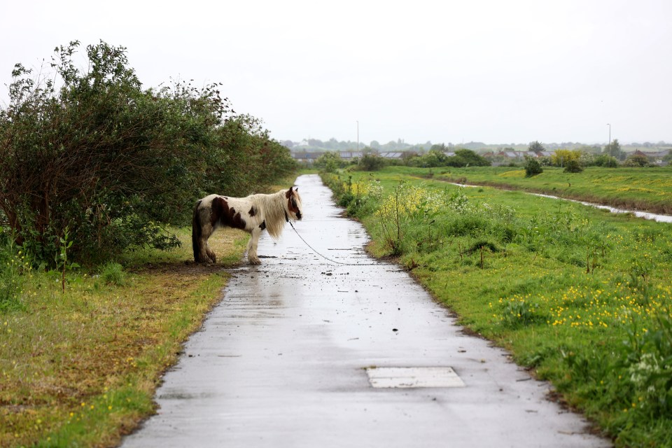 A horse is tethered to a street on the outskirts