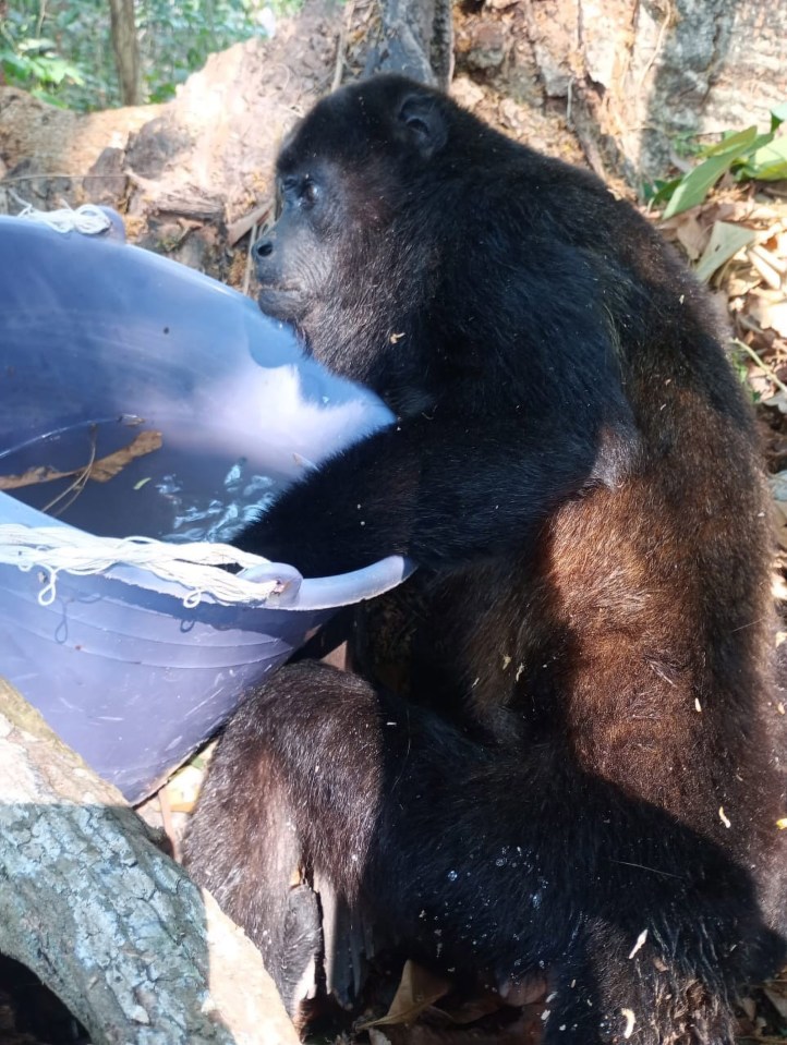 A desperately thirsty monkey is served with water