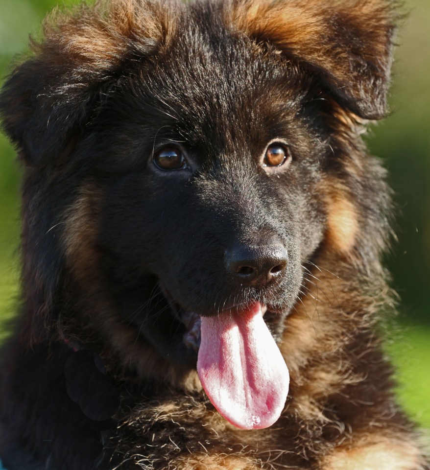 The couple said their dog was left traumatised after it was chained to a crate