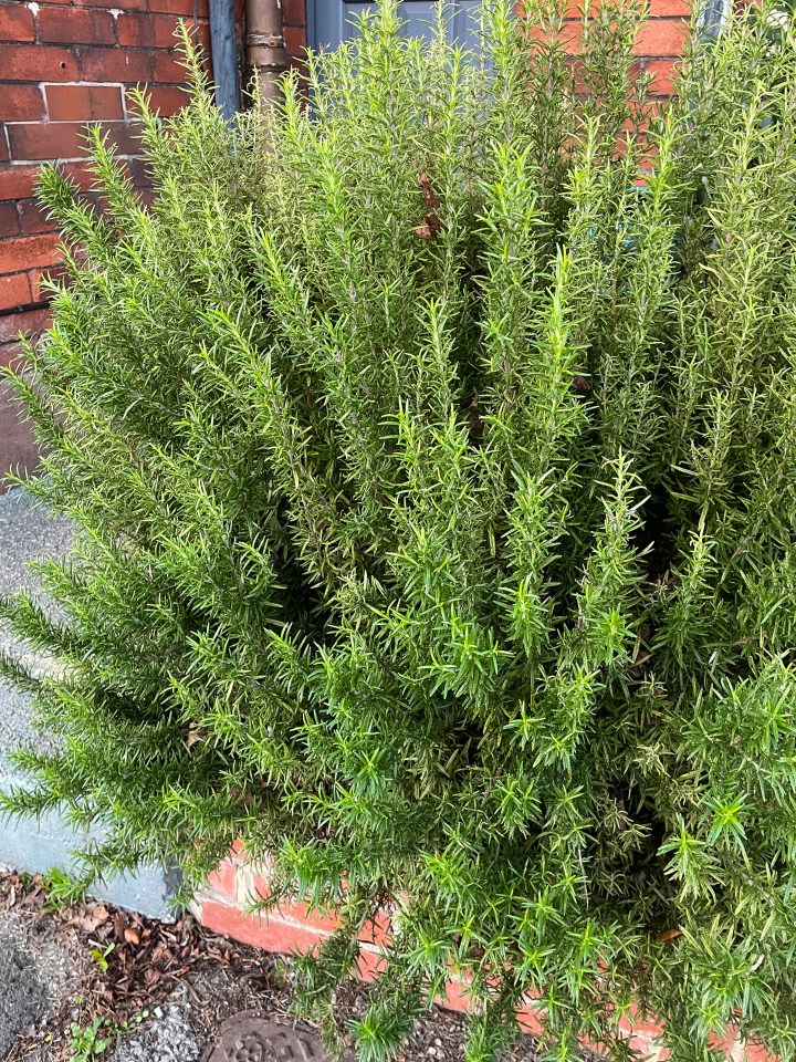 Rosemary can grow into large shrubs and are an evergreen perennial