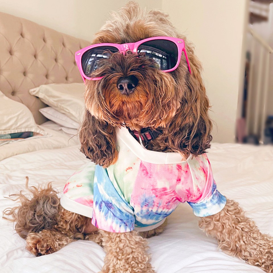 Rosie the cool Cockapoo is our pet of the week