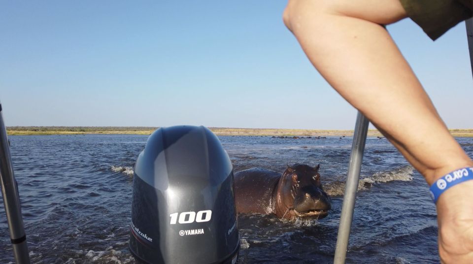 The angry hippo chased down the vessel packed with tourists