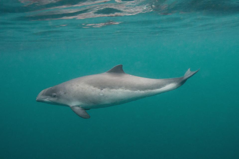 Harbour porpoises are the most common UK cetacean species and are often spotted around Labrador Bay in Torquay