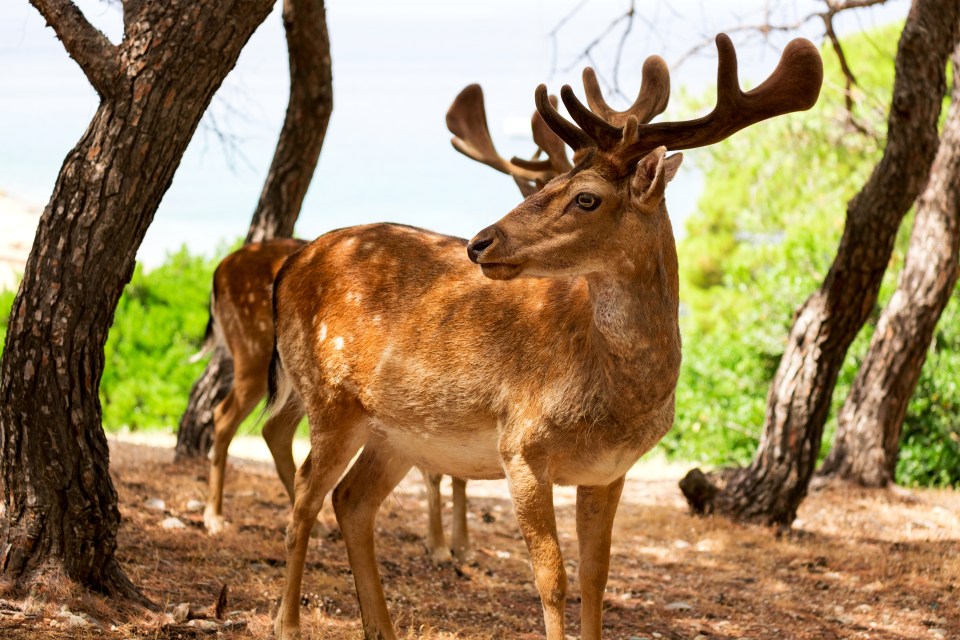 The deer are one of a number of species that have been introduced since the 1960s