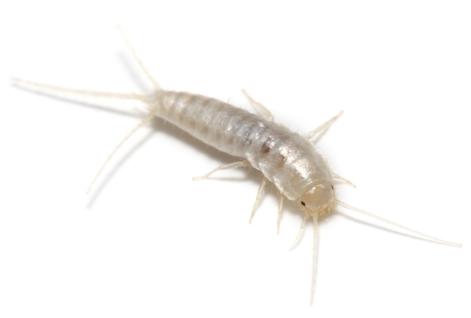 Paper is one of silverfish’s go-to foods