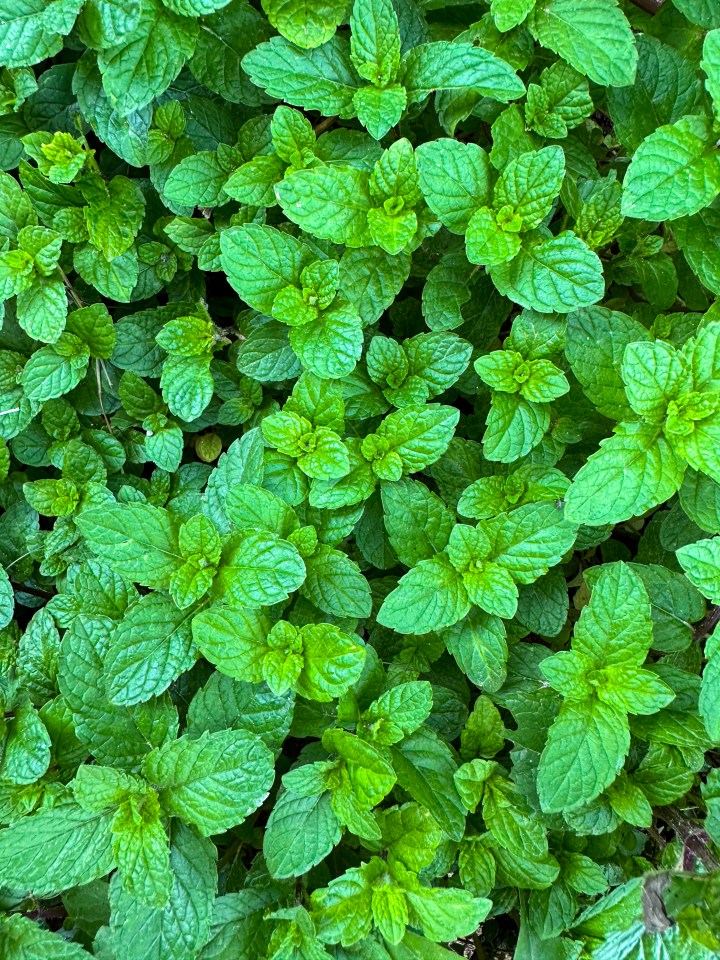 So if you want your guests to be stunned by your lawn and plants this summer, you'll need to listen up - and then run down to Asda as quickly as you can