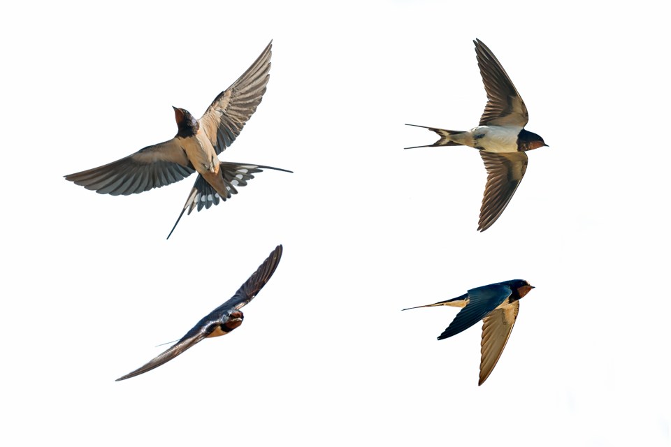 The swallows were out in the sun in the North of England earlier this month