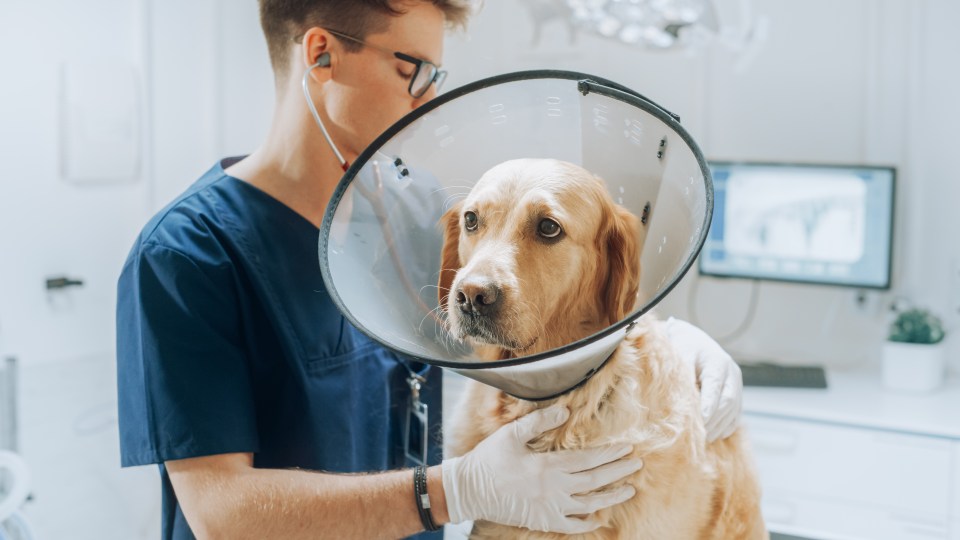 A formal probe has been launched into the veterinary sector and whether the UK’s 16 million pet owners are being ripped off