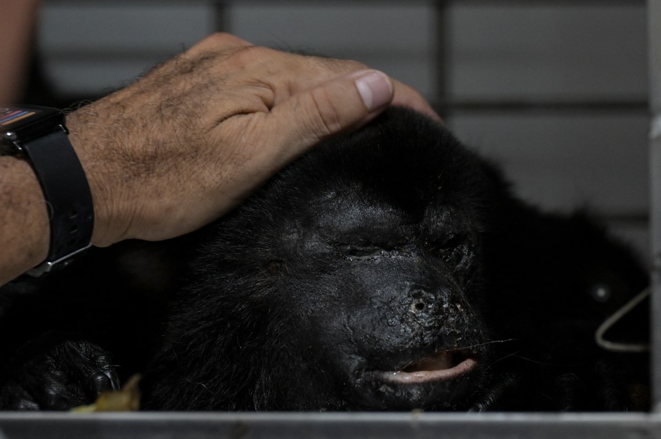 The monkeys arrived to the vets in a 'critical condition' with dehydration and fever