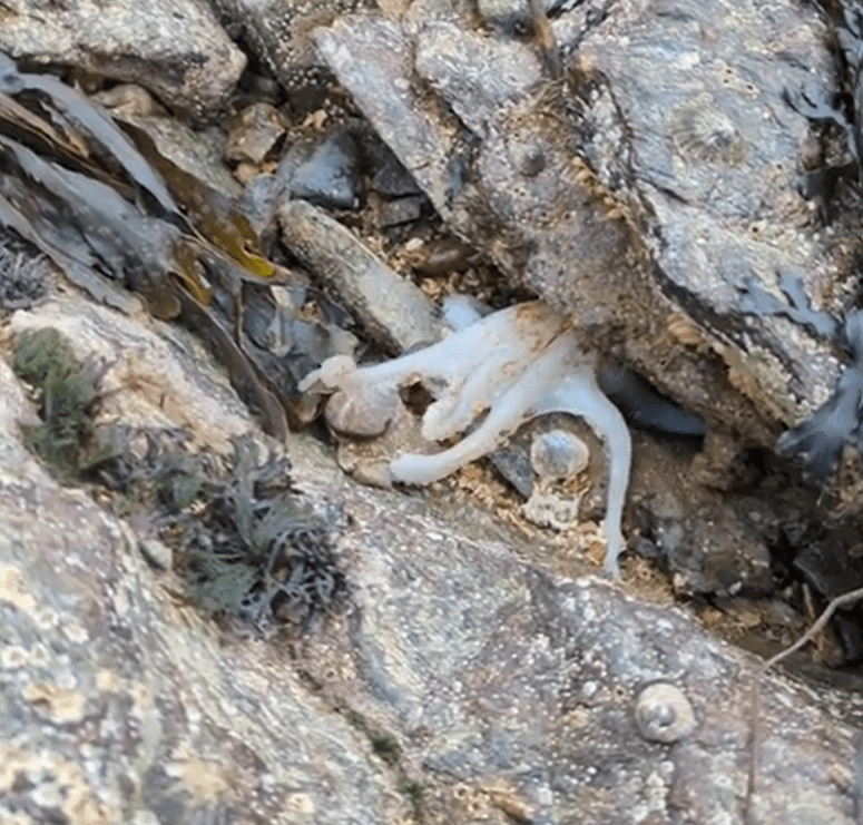 The video was recorded by the Marine Conservation Society’s Project Assistant Ciara Taylor on Menai Bridge beach, Anglesey