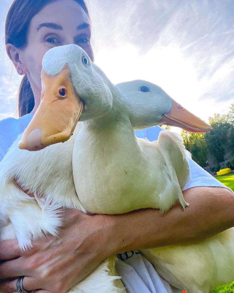 Model Peta Todd got duck eggs to hatch with her kids as part of lockdown home schooling - but decided to keep them.