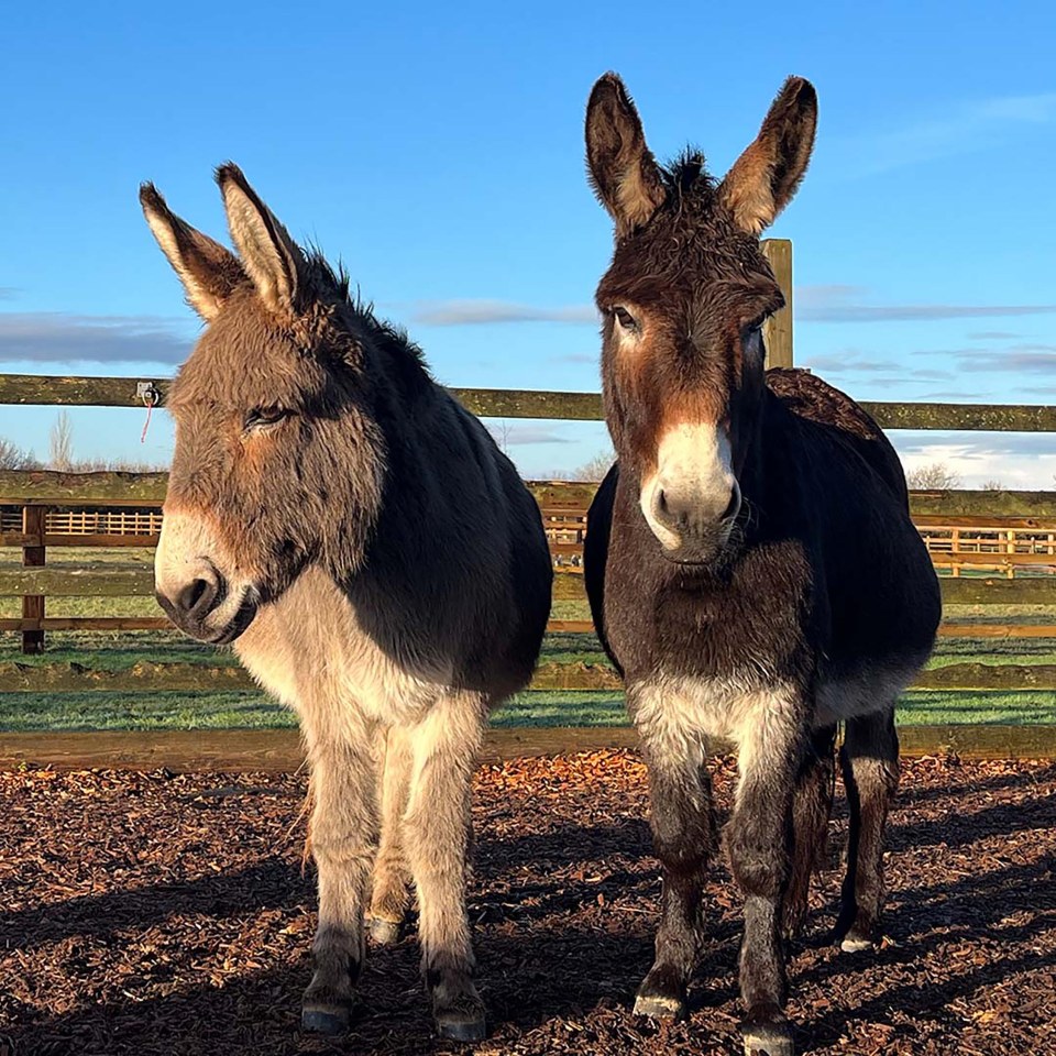 Two donkeys enjoy the sun in Sidmouth, Devon