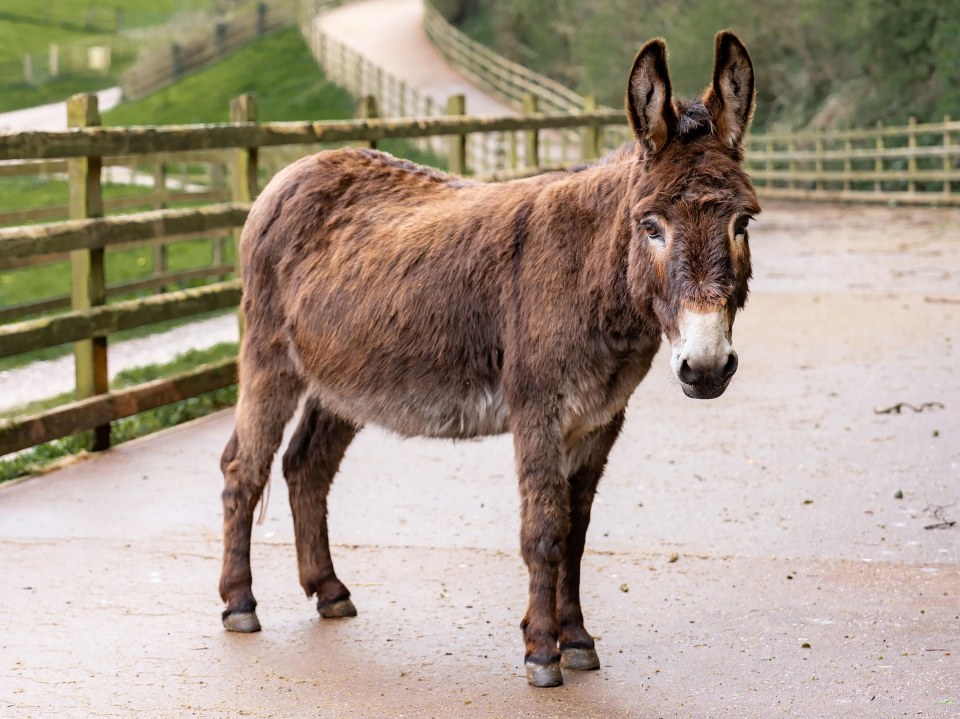 A donkey at the Leeds sanctuary