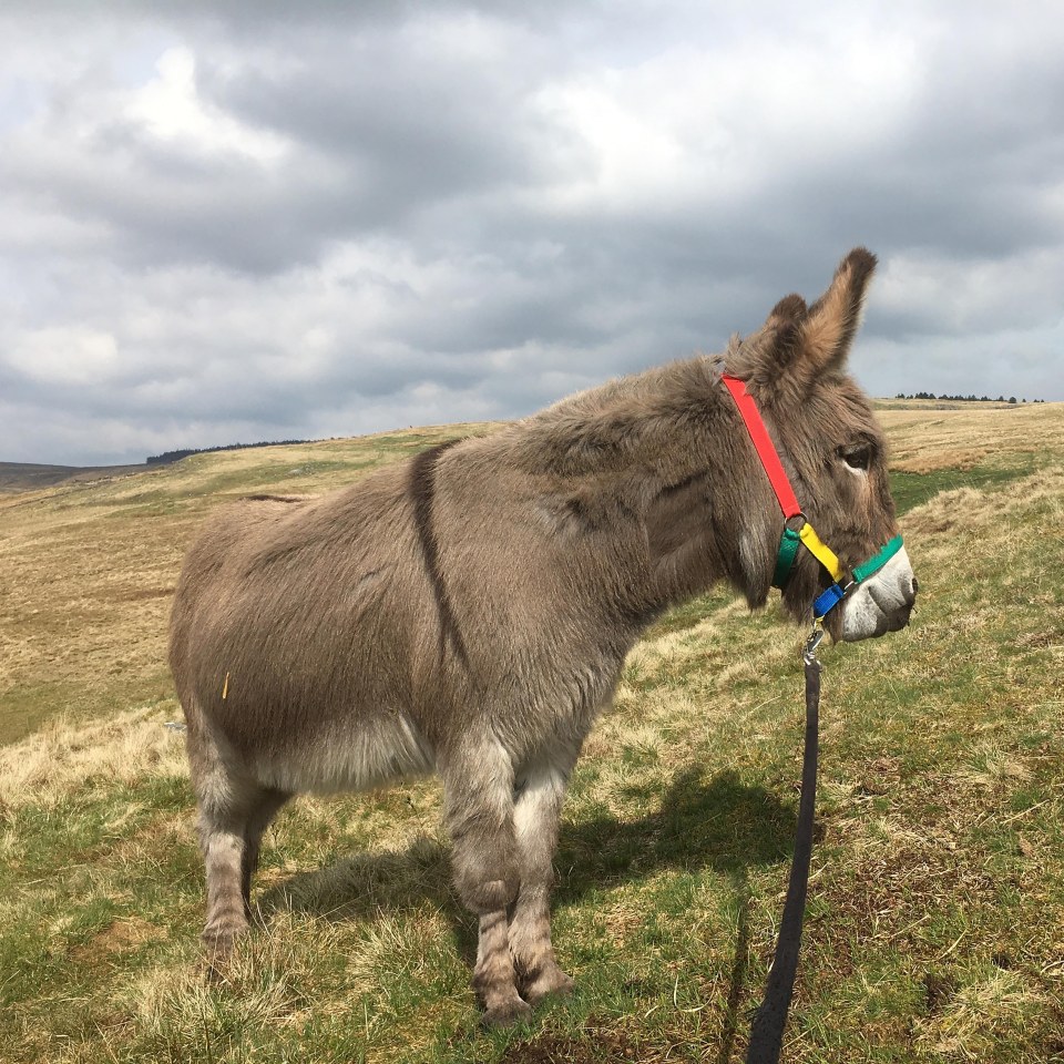 Donkey relaxing at a sanctuary in Manchester