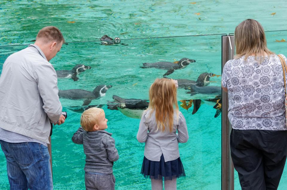 a family watches penguins swimming in a pool