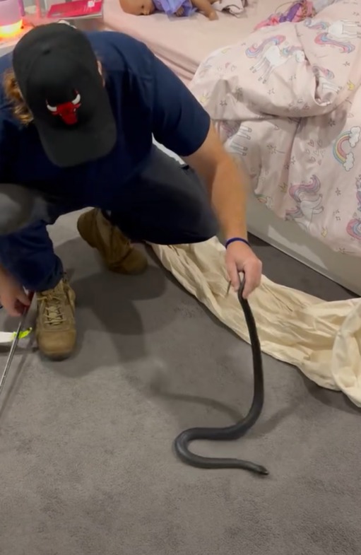 The snake was then relocated away from the family home