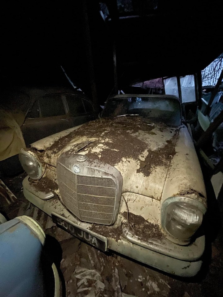 Dozens of classic motors have been discovered abandoned in an overgrown woodland area